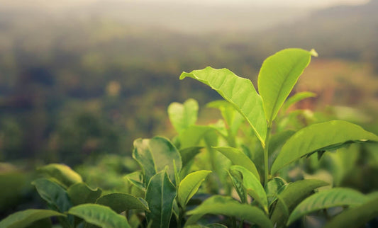 Essential Greens